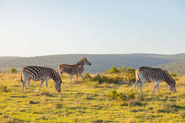 Fototapeta premium Zebra in Addo Elephant Safari Park