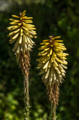 Tritome &agrave; longues grappes printanier &agrave; Saint-Denis-d'Ol&eacute;ron, Ol&eacute;ron, Charente-Maritime, France