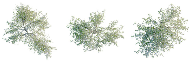 Obraz premium Salix tristis tree plan, top view, cutout, transparent background, isolate, Lush Green Tree Canopy - A Realistic Botanical Element for Design Projects