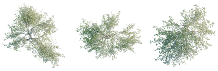 Salix tristis tree plan, top view, cutout, transparent background, isolate, Lush Green Tree Canopy - A Realistic Botanical Element for Design Projects