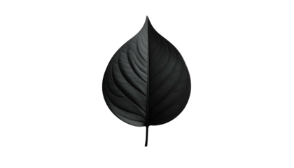 A black leaf, split in half with differing textures, isolated against a dark backdrop