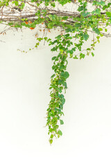 green ivy leaves isolated on a white background