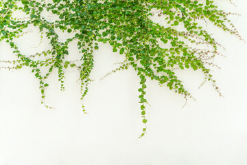 green ivy leaves isolated on a white background