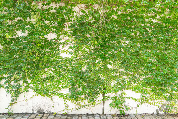 green ivy leaves isolated on a white background