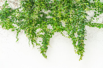 green ivy leaves isolated on a white background