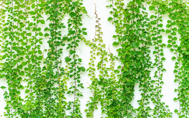 green ivy leaves isolated on a white background
