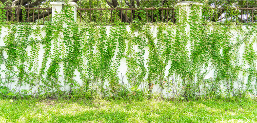 green ivy leaves isolated on a white background
