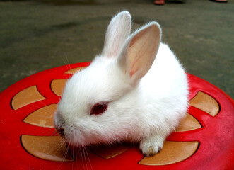 Adorable white rabbit on a red plate with banana slices