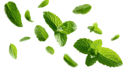 A fresh set of organic mint leaves and green herbal branches with aromatic peppermint sprigs isolated on a white background for healthy food or medicine ingredients
