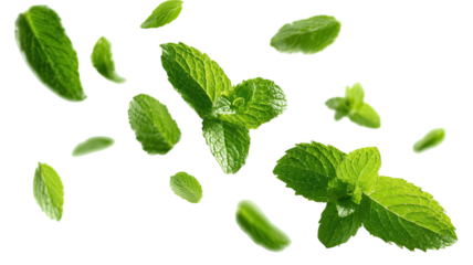 A fresh set of organic mint leaves and green herbal branches with aromatic peppermint sprigs isolated on a white background for healthy food or medicine ingredients