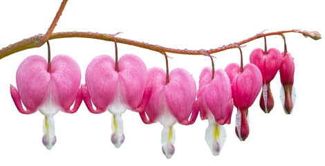 Fototapeta premium branch of pink bleeding heart flowers with water drops isolated on a transparent background