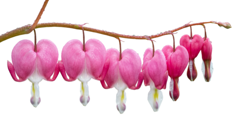 branch of pink bleeding heart flowers with water drops isolated on a transparent background