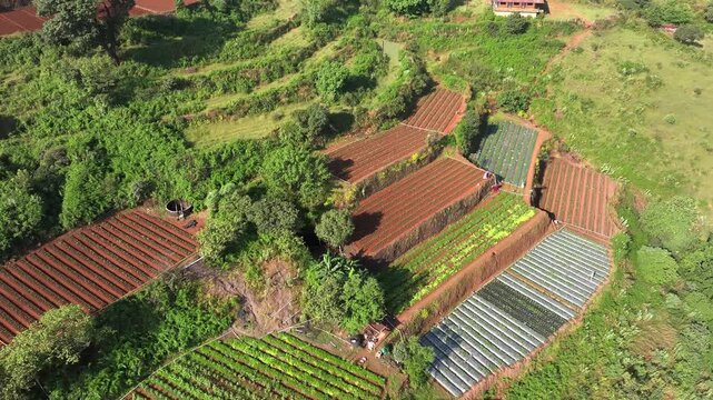 Dolly out drone shot revealing multi-crop terrace farms in Mahabaleshwar, showing diverse crops on red soil surrounded by green forest in the Sahyadri mountain range.