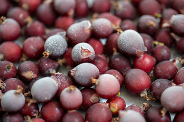 Obraz premium Plateau de casseilles (Ribes × nidigrolaria) surgelées. Saveur acide avec un parfum léger, les fruits peuvent être utilisés pour la confection de confitures et sorbets.