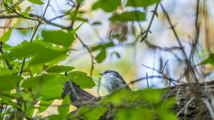 Young White-Breasted Nuthatch Perched on a Branch