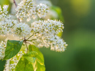White flowers blooming bird cherry. Close-up of a Flowering Prunus padus Tree with White Little Blossoms
