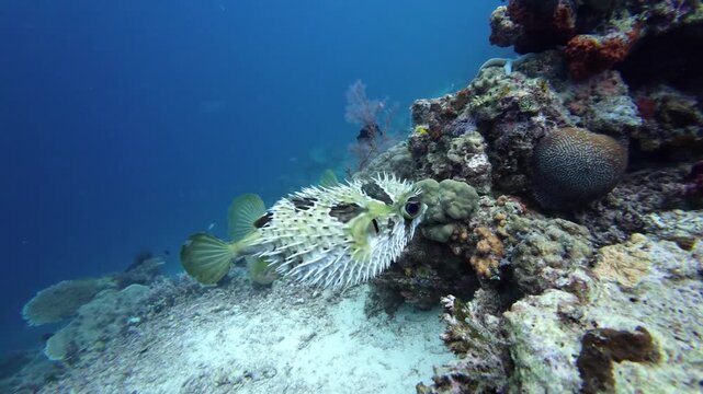 Spiny pufferfish swimming over coral reef slope