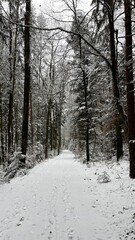 Obraz premium Snowy Forest Path in Winter Landscape