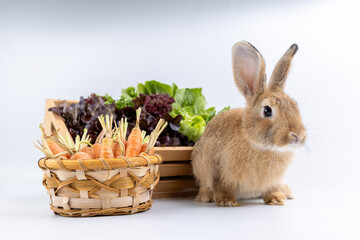 Healthy lovely baby bunny easter rabbit eating food, carrot, grass on green garden nature background. Cute fluffy rabbits with green vegetables, nature life. Symbol of easter day.