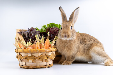 Healthy lovely baby bunny easter rabbit eating food, carrot, grass on green garden nature background. Cute fluffy rabbits with green vegetables, nature life. Symbol of easter day.