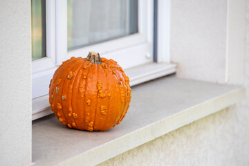Une petite citrouille (Grizzly Bear) ronde et verruqueuse, de couleur orange sanguine, avec des...