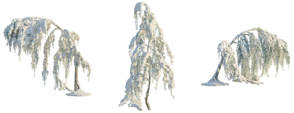 Cedrus atlantica Glauca Pendula tree, front view, cutout, transparent background, isolate, Winter Willow Trees Covered in Snow - Perfect for Seasonal Designs and Landscapes