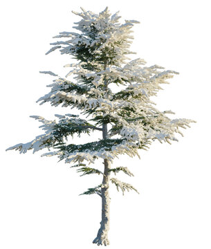 Cedrus libani tree, front view, cutout, transparent background, isolate, Snow Covered Pine Tree Branch, Winter Forest Element for Seasonal Designs