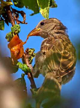 repas du moineau