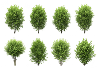 Collection of eight perfectly shaped green bushes on a black background