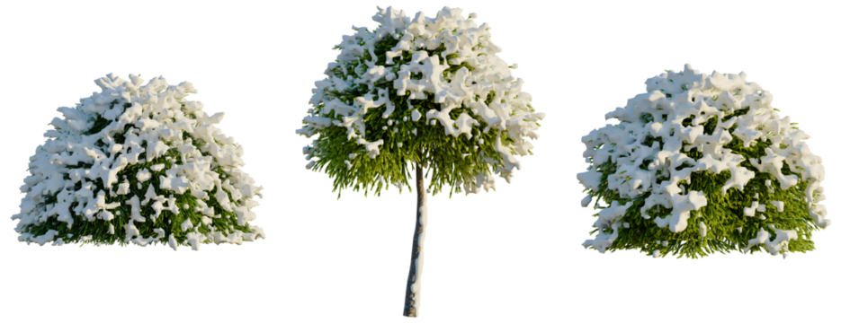Cryptomeria japonica Globosa Nana tree, front view, cutout, transparent background, isolate, Snow Covered Trees Set - Vector Illustration for Winter Scenes and Seasonal Design - Powered by Adobe