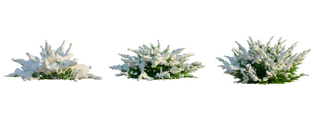 Juniperus sabina tree, front view, cutout, transparent background, isolate, Snowy Evergreen...