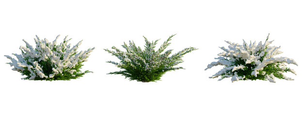Juniperus sabina tree, front view, cutout, transparent background, isolate, Snowy Evergreen...