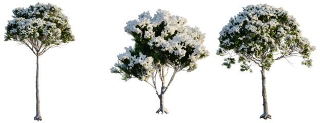 Pinus pinea tree, front view, cutout, transparent background, isolate, Three lush green trees with dense foliage, perfect for nature scenes and designs