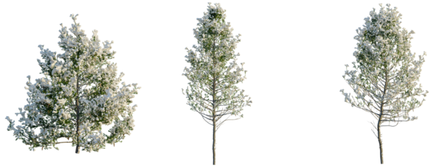 Pseudotsuga menziesi tree, front view, cutout, transparent background, isolate, Blooming tree branches with delicate flowers, spring season nature element png cutout