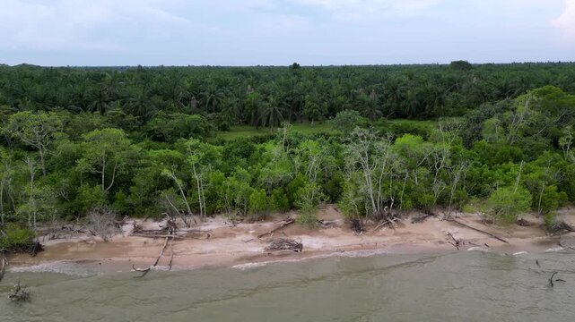 A beach with trees in the background. The water is calm and the trees are green. There are some dead trees on the beach. Aerial view Pantai Parit Hailam, Batu Pahat
