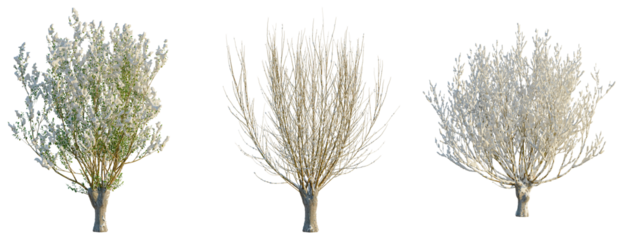 Salix caprea tree, front view, cutout, transparent background, isolate, Three Bare and Blooming Trees on a Clean Background - Floral Spring Collection