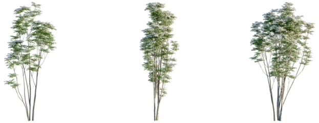 Toona sinensis Flamingo tree, front view, cutout, transparent background, isolate, Elegant flowering trees with lush green foliage and delicate blooms, botanical illustration