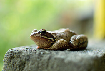 Frog resting on rock