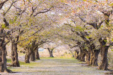 北海道函館2025春-五稜郭公園-05