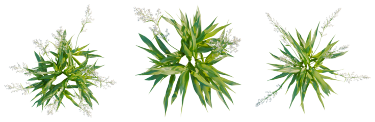 Arthropodium cirratum tree plan, top view, cutout, isolate, good for architecture visualization, Set of lush green plants with white flowers on transparent background