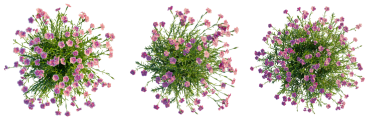 Dianthus gratianopolitanus tree plan, top view, cutout, isolate, good for architecture visualization, Vibrant pink and purple flowers in lush green bushes on transparent background