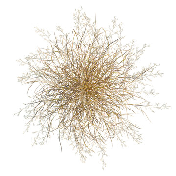 Panicum virgatum tree plan, top view, cutout, isolate, good for architecture visualization, Golden tumbleweed on transparent background for design