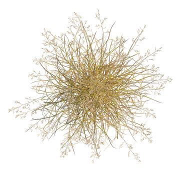 Panicum virgatum tree plan, top view, cutout, isolate, good for architecture visualization, Dry grass tuft with delicate thin branches and small flowers