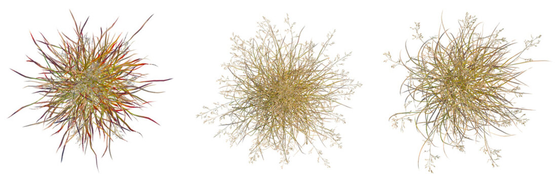 Panicum virgatum tree plan, top view, cutout, isolate, good for architecture visualization, Vibrant abstract particles explode in colorful dynamic motion
