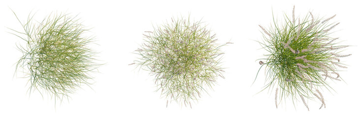 Pennisetum orientale tree plan, top view, cutout, isolate, good for architecture visualization, Three green grass tufts on transparent background for design