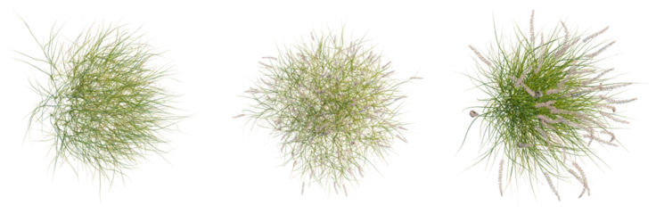Pennisetum orientale tree plan, top view, cutout, isolate, good for architecture visualization, Three green grass tufts on transparent background for design