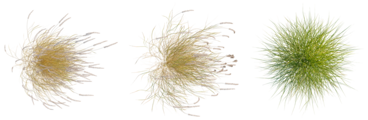 Pennisetum orientale tree plan, top view, cutout, isolate, good for architecture visualization, Vibrant tufts of green and yellow grass on transparent background