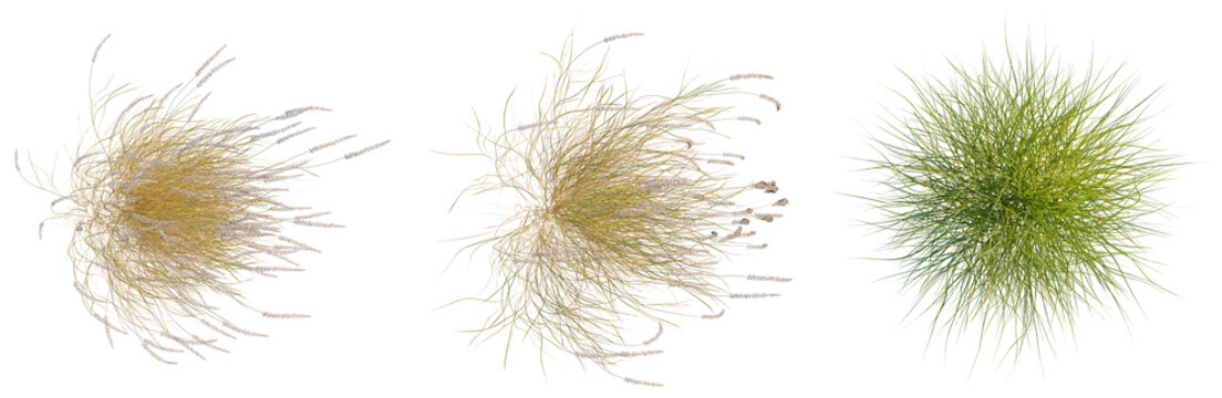 Pennisetum orientale tree plan, top view, cutout, isolate, good for architecture visualization, Vibrant tufts of green and yellow grass on transparent background