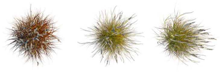 Pennisetum setaceum rubrum tree plan, top view, cutout, isolate, good for architecture visualization, Three tufts of grass with snow in different colors and textures