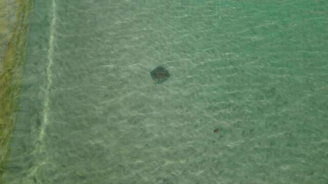 Solitary stingray visible in shallow clear water along sandy tropical coast